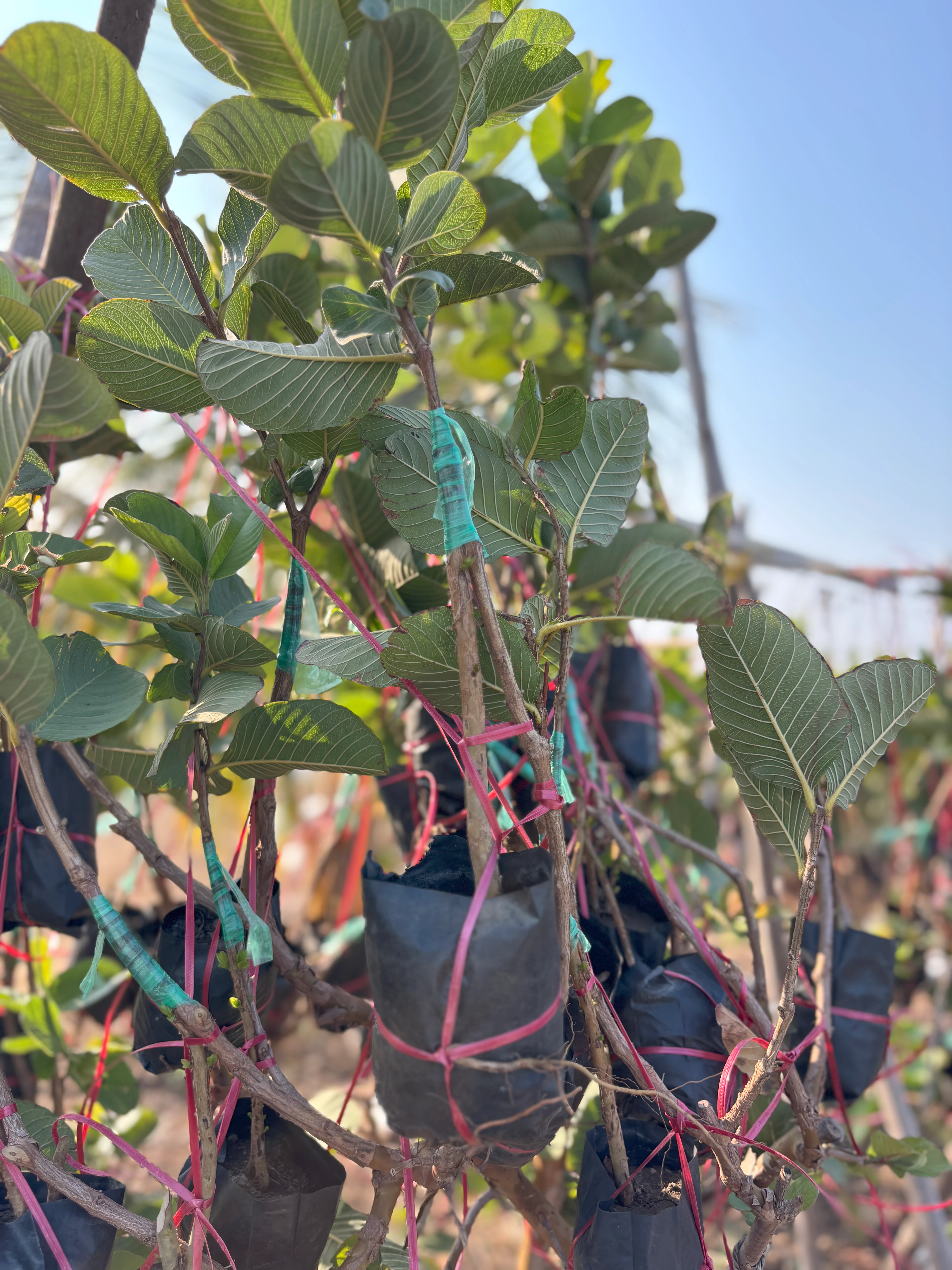plants