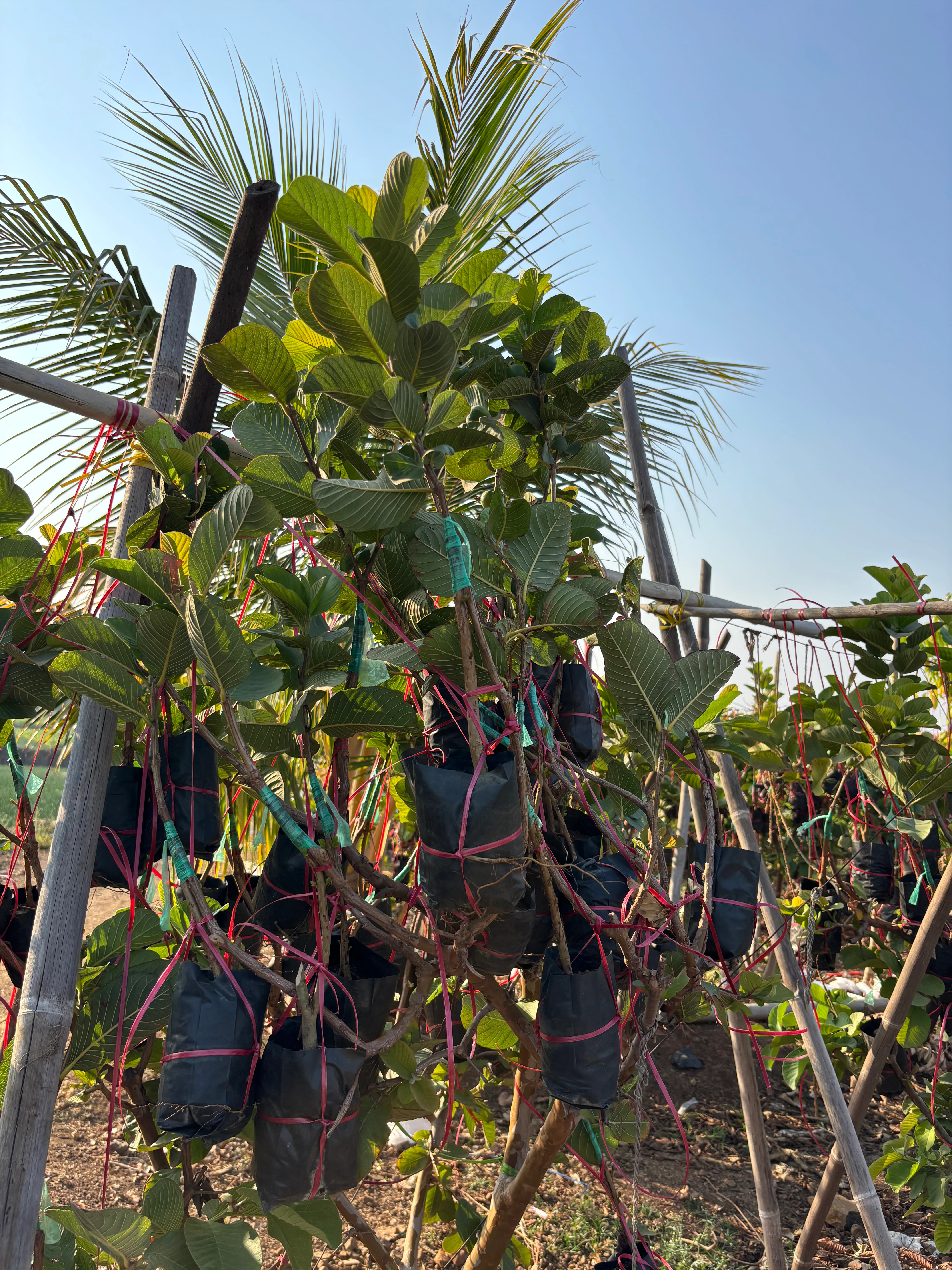 plants